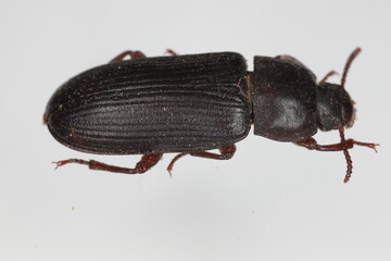Darkling beetle Tenebrio molitor Adult Beetle on a grey background.