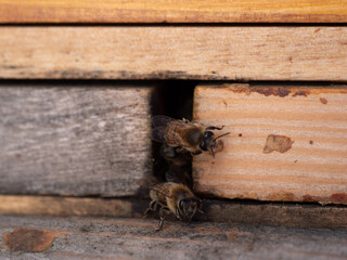 Bienen am Flugloch 9