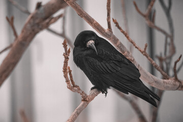 Rook (Corvus frugilegus) with a long unusual beak sits on the branch on a cold winter day. Black...