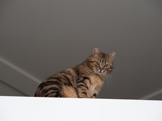 Kater schaut nach unten, Frosch Perspektive