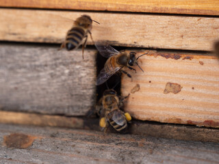 Bienen am Flugloch 3