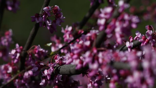 The video portrays the magnificent blossoming of the Judas tree (Cercis siliquastrum). Its branches adorned with clusters of vibrant pink or purple flowers. Legumes - Fabaceae.
