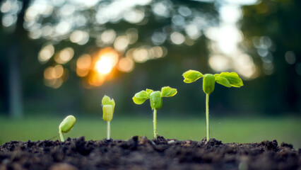 spring
spring in the spring
spring flowers in the garden