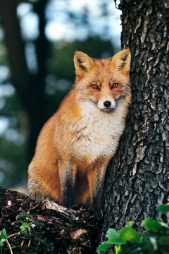 red fox vulpes
red fox cub, animals backround,  cute animals images