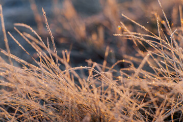 Frosty leaves and grass on a winter morning