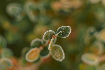 Frosty leaves and grass on a winter morning