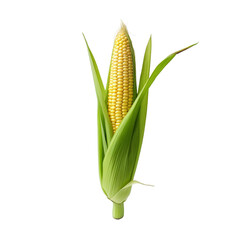A solitary baby corn isolated on transparent background