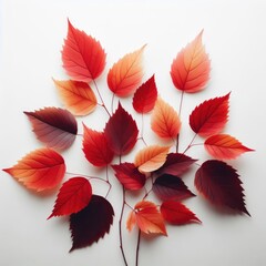 Fototapeta na wymiar autumn leaves on a white background