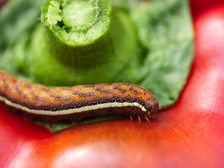 Brown striped caterpillar on a cut red pepper