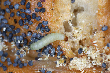 Indian Meal Moth of the species Plodia interpunctella. Caterpillar on a bun with poppy seeds.