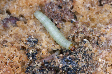 Indian Meal Moth of the species Plodia interpunctella. Caterpillar on bread.