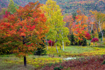 Nature's colors blend and dance as the seasons change in a New England mountain meadow and forest.