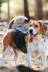 Bonito beagle en el campo. Perro cansado mirando al horizonte. 