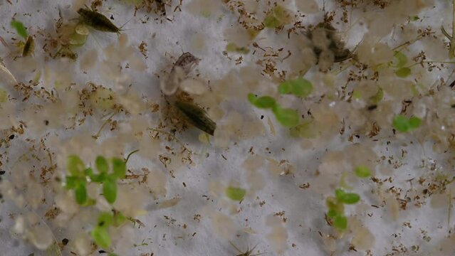 Crustacean pond microfauna live fish food