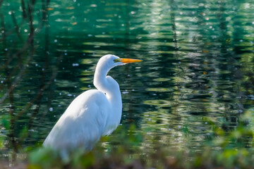 Naklejka premium A Great Egret Stands on the Banks of the Lagoon at Audubon Park in New Orleans, Louisiana, USA