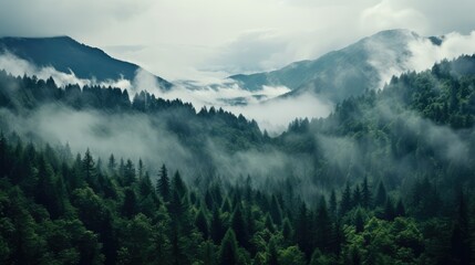 Foggy morning in the mountains. Mountain landscape with coniferous forest.