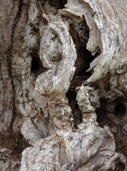 Bark of olive tree