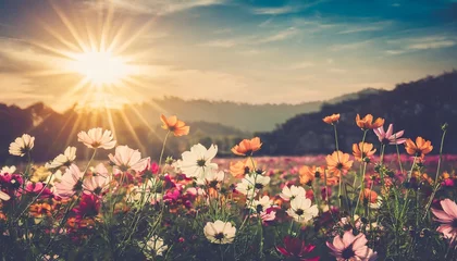 Foto op Plexiglas vintage landscape nature background of beautiful cosmos flower field on sky with sunlight in spring vintage color tone filter effect © Mary