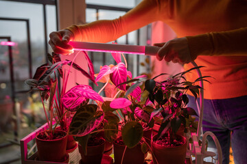 Woman installing phyto lamp at home to grow plants over houseplants in cold time. Purple light...