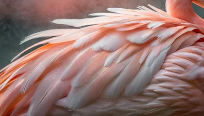 Foto op Canvas beautiful close up of the feathers of a pink flamingo bird creative background © Mary