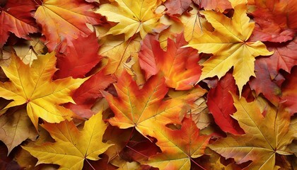 Naklejka na ściany i meble scattered colorful red orange and yellow fall maple leaves background colors of gold autumn seasonal decoration concept