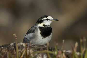 Naklejka premium 岩の向こうから現れたハクセキレイ