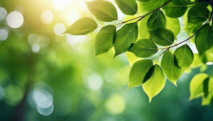 fresh spring summer green foliage of tree leaves and a bright sunny springtime bokeh portrait background