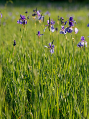 Sibirische Schwertlilie, Iris sibirica, Wiesen-Schwertlilie