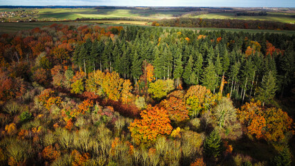
Aerial view, forest trees, woodland, deciduous temperate fog, lowland, Britain, UK, England, sunset Sunrise. Aerial views of woodland and forested deciduous alpine trees during early Autumn. Farmer 