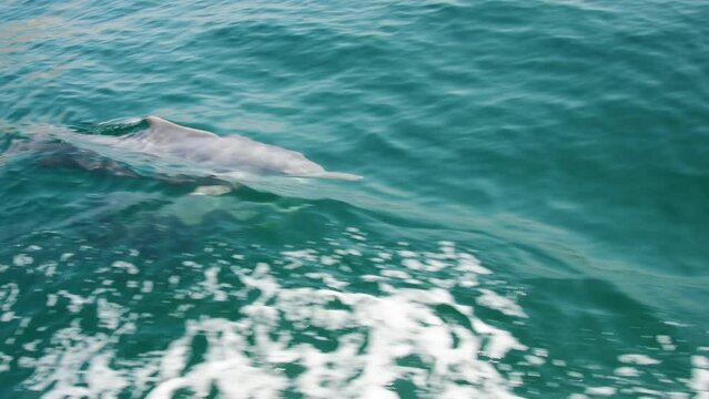 Close up boat tour passengers point of view beautiful three dolphins swim slow motion in turquoise underwater play together with waves on persian gulf waters by Oman and UAE coast