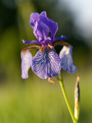 Sibirische Schwertlilie, Iris sibirica, Wiesen-Schwertlilie © dina