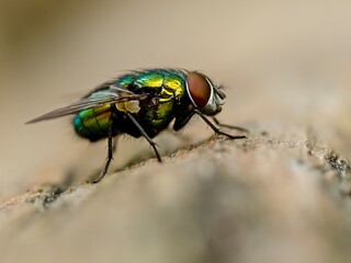 Green fly (Lucilia sericata) in summer.