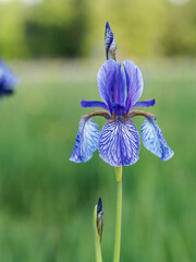 Sibirische Schwertlilie, Iris sibirica, Wiesen-Schwertlilie