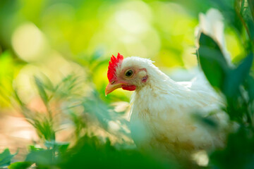 White chicken is behind green grass bushes in sunlight