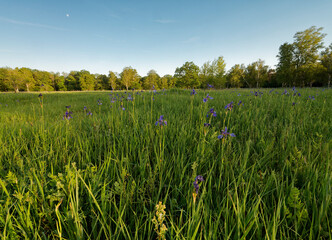 Sibirische Schwertlilie, Iris sibirica, Wiesen-Schwertlilie