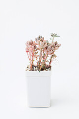 Graptosedum Francesco Baldi succulent houseplant in white plastic pot on white background