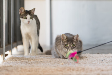 Young cat playing with feather toy yarn indoor