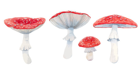 Vector set with watercolor hand drawn fly agaric mushrooms. Stock illustration. Realistic forest mushroom illustrations.
