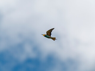 Europäischer Bienenfresser, Bienenfresser, Merops apiaster