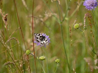 Marbled White Butterfly Feeding in a Meadow
