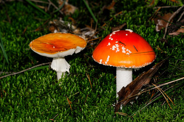 Beautiful mushrooms on the forest floor in the sunshine. Close-up of beautiful mushrooms in the sunshine in autumn, taken in Bavaria.