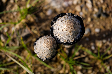 Beautiful mushrooms on the forest floor in the sunshine. Close-up of beautiful mushrooms in the sunshine in autumn, taken in Bavaria.