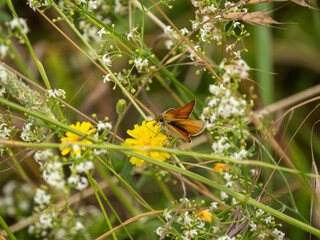 An Essex Skipper Butterfly Feeding