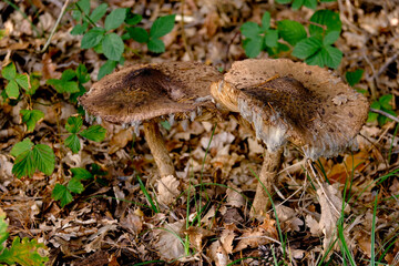 Beautiful mushrooms on the forest floor in the sunshine. Close-up of beautiful mushrooms in the sunshine in autumn, taken in Bavaria.