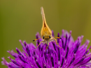 An Essex Skipper Butterfly Feeding