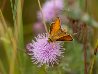 An Essex Skipper Butterfly Feeding