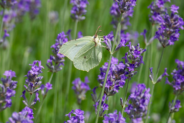 Common brimstone butterfly (Gonepteryx rhamni) sitting on lavender in Zurich, Switzerland