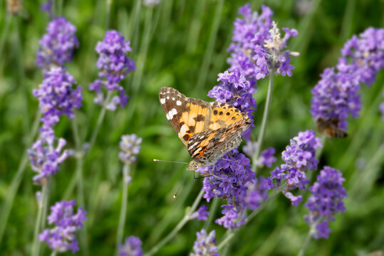 Painted Lady (Vanessa cardui) butterfly perched on lavender in Zurich, Switzerland