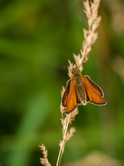 Essex Skipper Resting on a Grass Seed Head