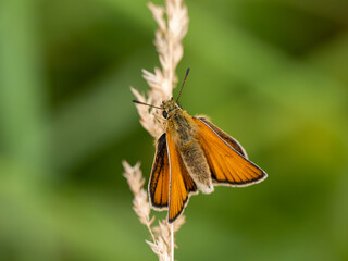 Essex Skipper Resting on a Grass Seed Head